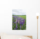 Lupines In A Field With Mountains In The Distance Wall Mural