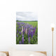 Lupines In A Field With Mountains In The Distance Wall Mural