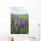 Lupines In A Field With Mountains In The Distance Wall Mural