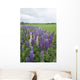Lupines In A Field With Mountains In The Distance Wall Mural