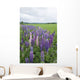 Lupines In A Field With Mountains In The Distance Wall Mural