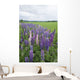 Lupines In A Field With Mountains In The Distance Wall Mural