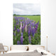 Lupines In A Field With Mountains In The Distance Wall Mural
