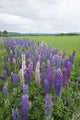 Lupines In A Field With Mountains In The Distance Wall Mural