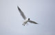A Bird In Flight Wall Mural