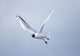 A Bird In Flight Wall Mural