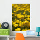 A Field Of Yellow Buttercups Wall Mural