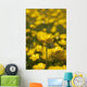 A Field Of Yellow Buttercups Wall Mural