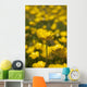 A Field Of Yellow Buttercups Wall Mural