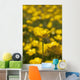A Field Of Yellow Buttercups Wall Mural