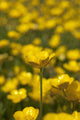 A Field Of Yellow Buttercups Wall Mural