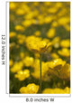 A Field Of Yellow Buttercups Wall Mural