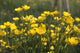A Field Of Yellow Buttercups Wall Mural