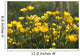 A Field Of Yellow Buttercups Wall Mural