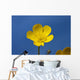 A Yellow Buttercup Against A Blue Sky Wall Mural