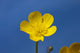 A Yellow Buttercup Against A Blue Sky Wall Mural