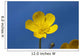 A Yellow Buttercup Against A Blue Sky Wall Mural