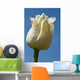A White Tulip Against A Blue Sky Wall Mural
