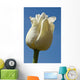 A White Tulip Against A Blue Sky Wall Mural