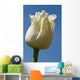 A White Tulip Against A Blue Sky Wall Mural
