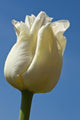 A White Tulip Against A Blue Sky Wall Mural