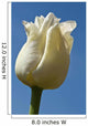 A White Tulip Against A Blue Sky Wall Mural