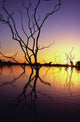 Silhouetted Trees In Lake Bennet At Sunset Wall Mural