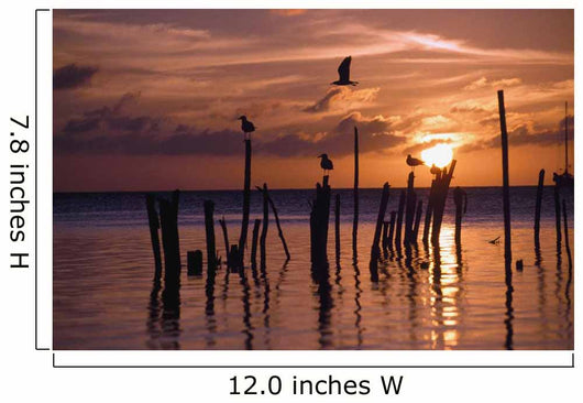 Silhouette Of Seagulls On Posts In Sea At Sunset Wall Mural