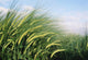 Wheat Fields In England Close-Up Wall Mural
