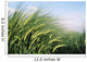 Wheat Fields In England Close-Up Wall Mural