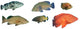 Grouper Fish Reef Fish Wall Decal Sticker Set