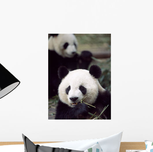 Pandas Eating Bamboo Wall Mural