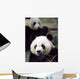 Pandas Eating Bamboo Wall Mural