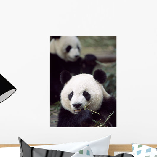Pandas Eating Bamboo Wall Mural