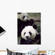 Pandas Eating Bamboo Wall Mural