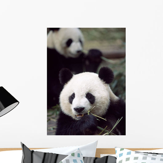 Pandas Eating Bamboo Wall Mural