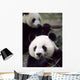 Pandas Eating Bamboo Wall Mural