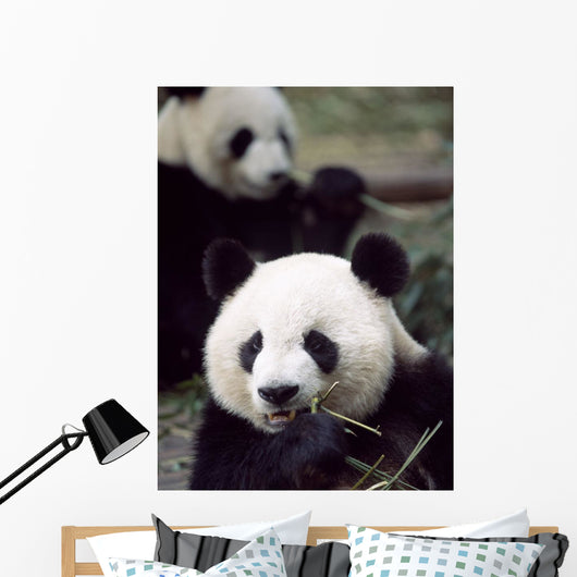 Pandas Eating Bamboo Wall Mural