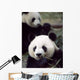 Pandas Eating Bamboo Wall Mural