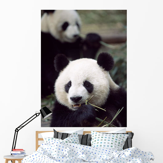 Pandas Eating Bamboo Wall Mural