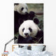 Pandas Eating Bamboo Wall Mural