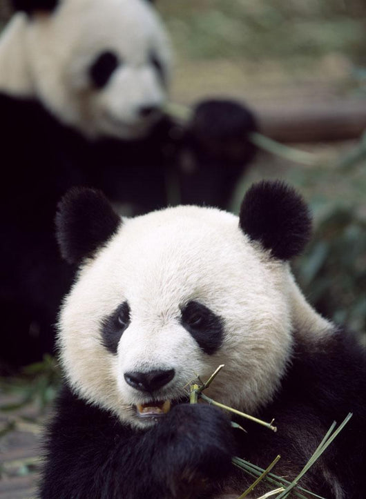 Pandas Eating Bamboo Wall Mural