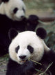 Pandas Eating Bamboo Wall Mural