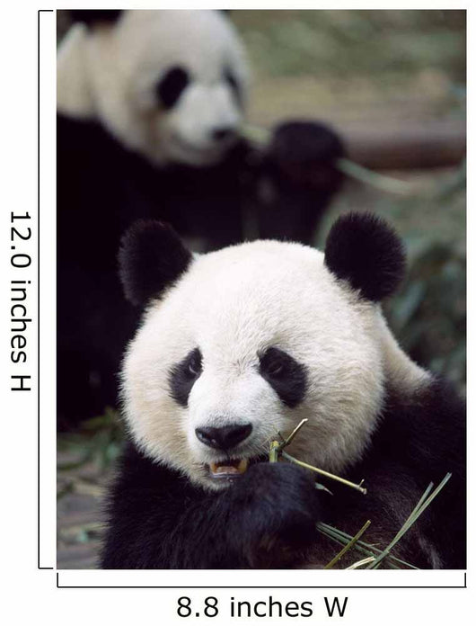 Pandas Eating Bamboo Wall Mural