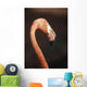 Close-Up Of Flamingo Wall Mural