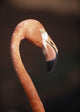 Close-Up Of Flamingo Wall Mural