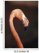 Close-Up Of Flamingo Wall Mural