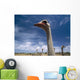 Ostriches On Ostrich Farm Wall Mural