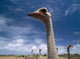 Ostriches On Ostrich Farm Wall Mural
