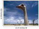 Ostriches On Ostrich Farm Wall Mural